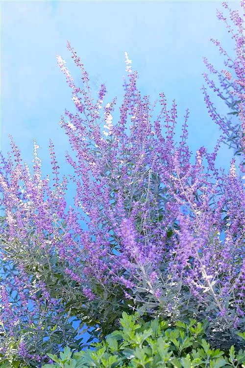 Перовския Ракетчик