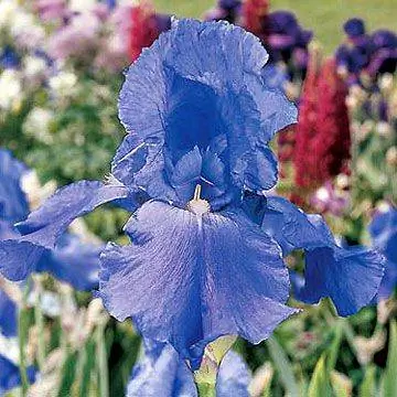 Ирис Шугар Блюз