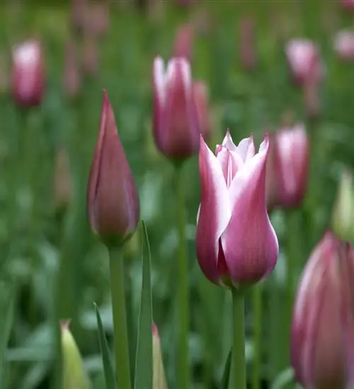 Тюльпан Баллада 'Lily-Flower Tulip'