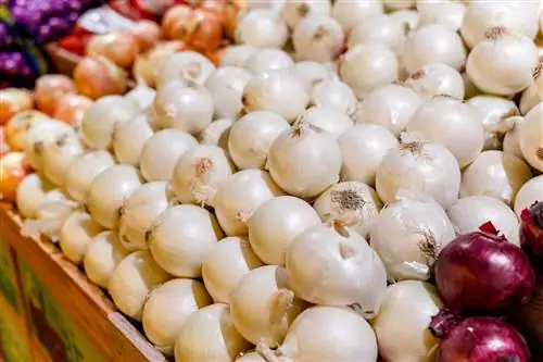 лук в продуктовом магазине супермаркет