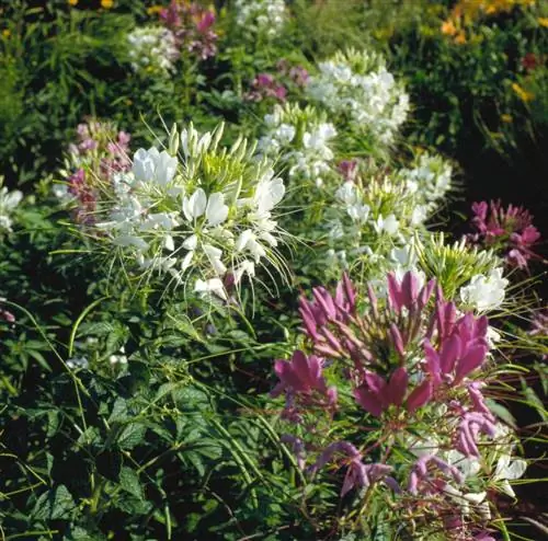 Цветок паука 'Queen Series'