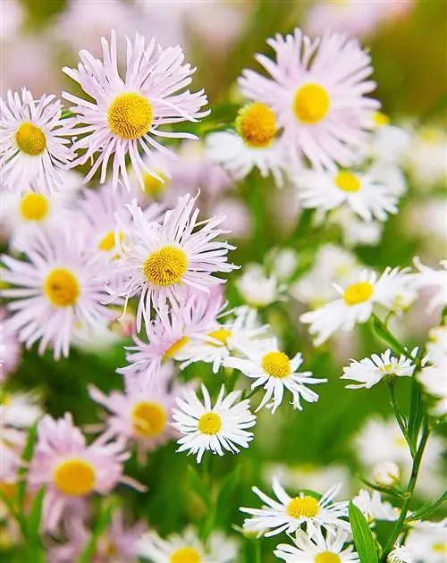 Крупный план фиолетовой болтонии