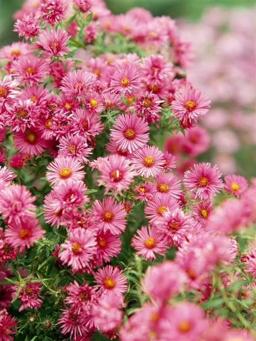 Астра новоанглийская Symphyotrichum novae-angliae 'Alma Potschke'