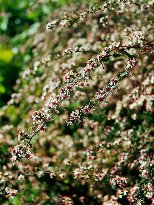 ситцевая астра Symphyotrichum Lateriflorus