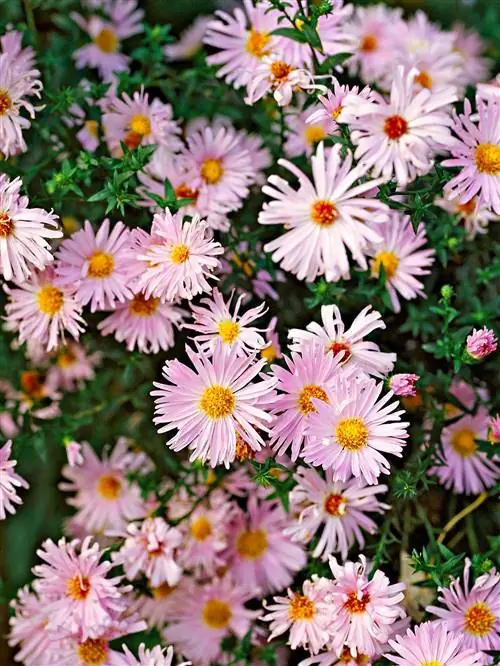 Астра нью-йоркская Symphyotrichum novi-belgii 'Fellowship'