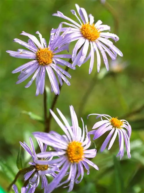 астра Symphyotrichum x alpellus 'Triumph'