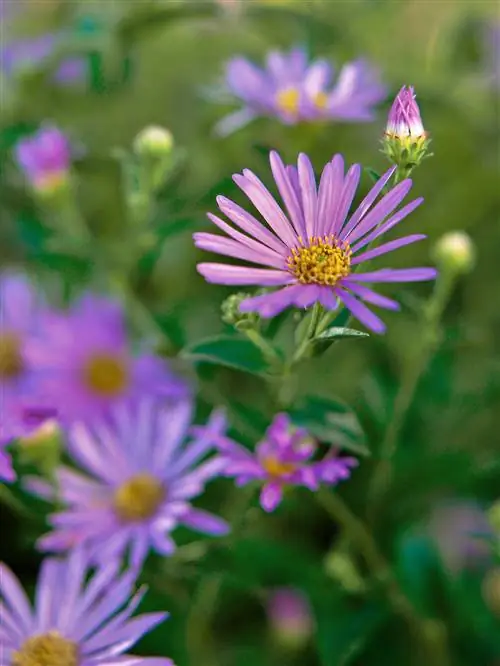 астра Symphyotrichum x frikartii 'Wonder of Staffa'