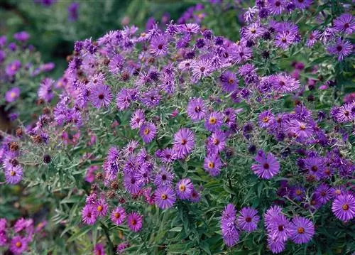 Астра новоанглийская 'Hella Lacy'