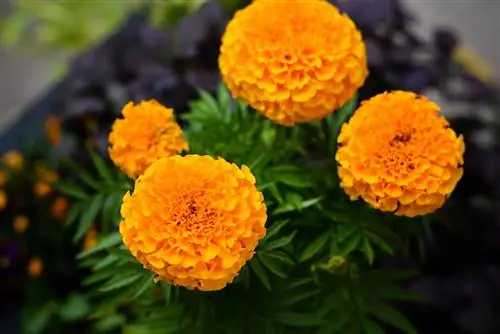 африканские бархатцы