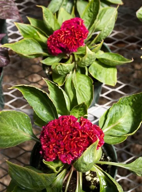 'Амиго Ред' Целозия