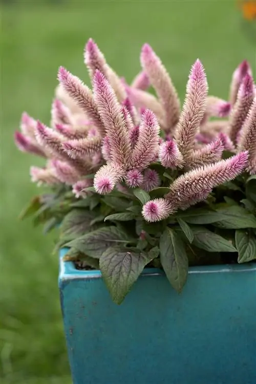 'Перо фламинго' Целозия