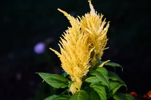 Целозия "Fresh Look Yellow"