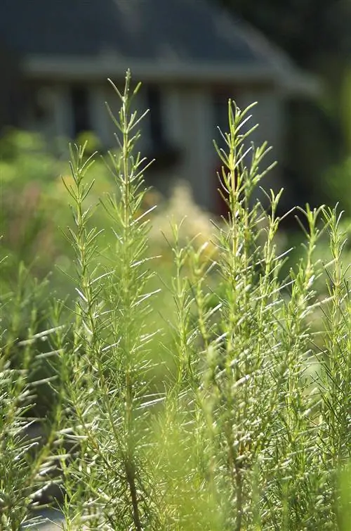 Розмарин для барбекю