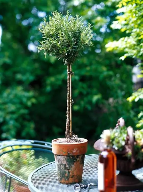 Розмарин «Тосканский синий»