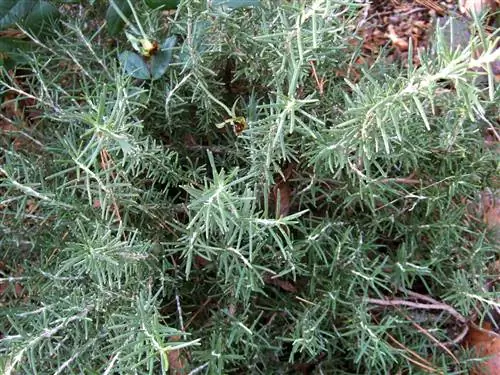 Розмарин 'Римская красавица'