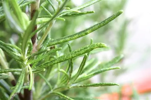 Золотой пестрый розмарин