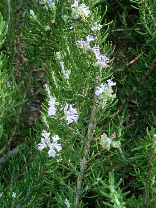 Розмарин Майорка Пинк