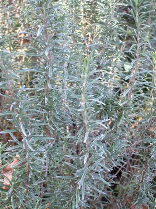 Розмарин 'Бененден Блю'