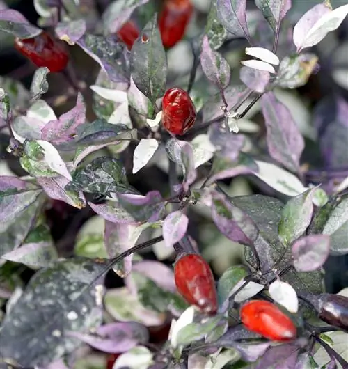 декоративные перцы