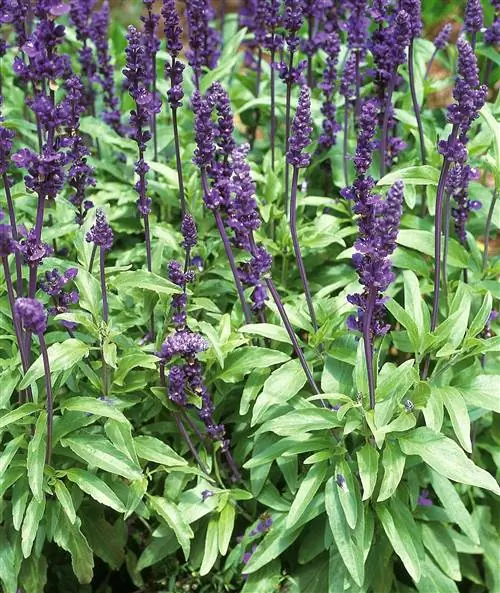 однолетняя шалфей