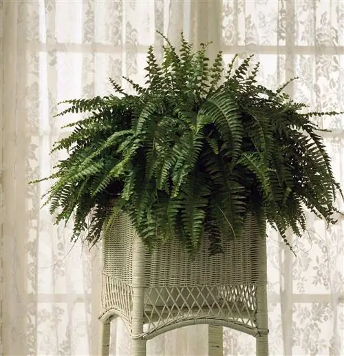 стандартный бостонский папоротник