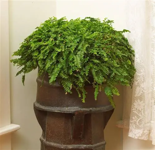 папоротник «Даллас»