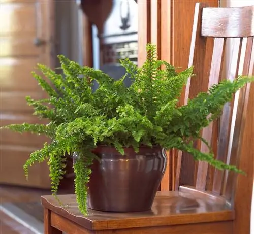 Папоротник «Пушистые оборки»