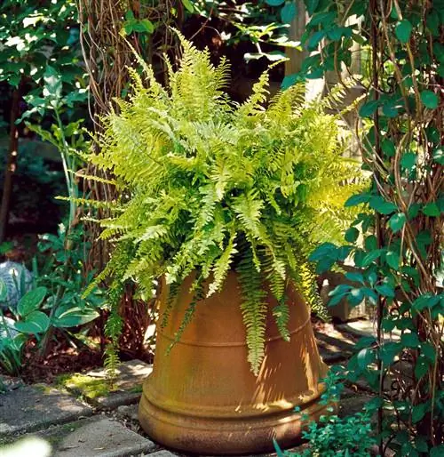 Папоротник "Золото Риты"