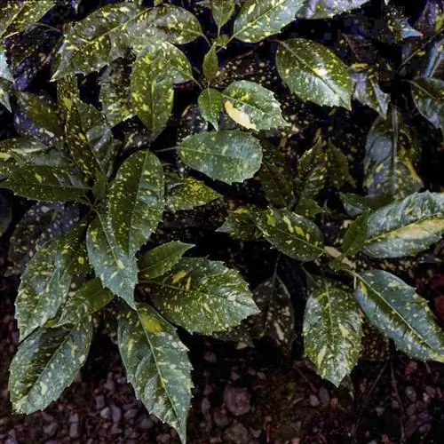 Растение Variegata Aucuba japonica