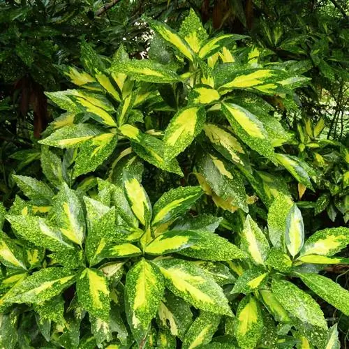 Пиктурата Аукуба