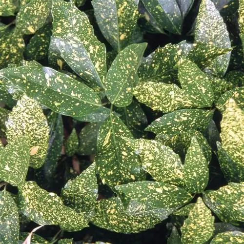 Золотая пыль Аукуба