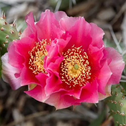 Розовая опунция