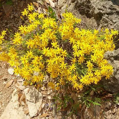 Дамианита Chrysactinia mexicana