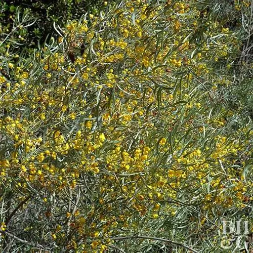 Пернатая кассия сенна полыннолистная