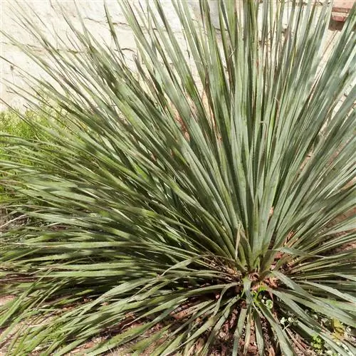 Техасский сотол Dasylirion texanum завод сотола