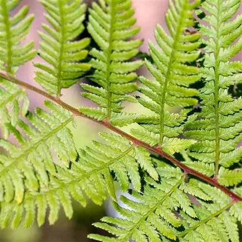 женщина в красном