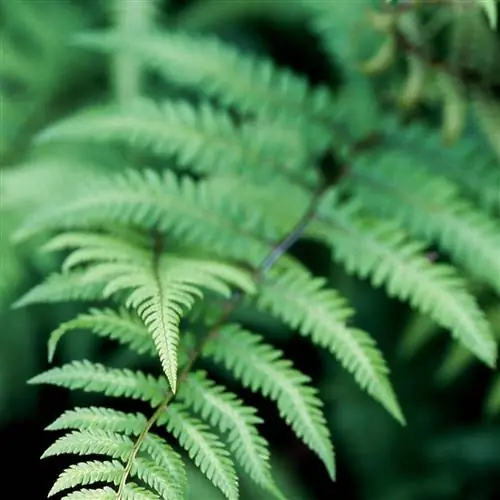 Папоротник Бранфорд Бьюти