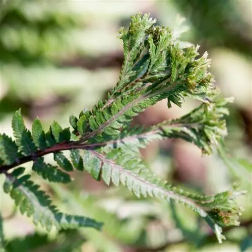 Эпплкорт папоротник