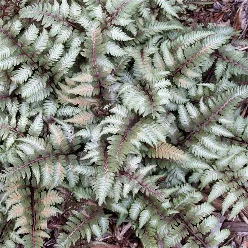 атириум японский пиктум