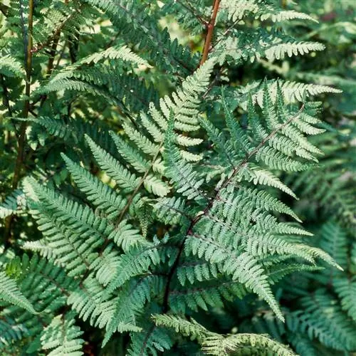 Леди папоротник, нарисованная призраком