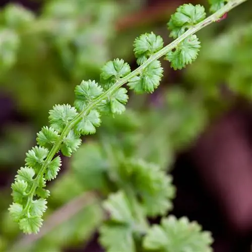 Фризелиевый папоротник