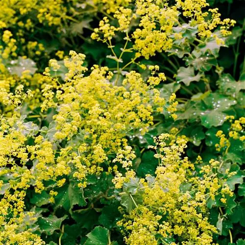 Желтая Алхемилла Закрыть