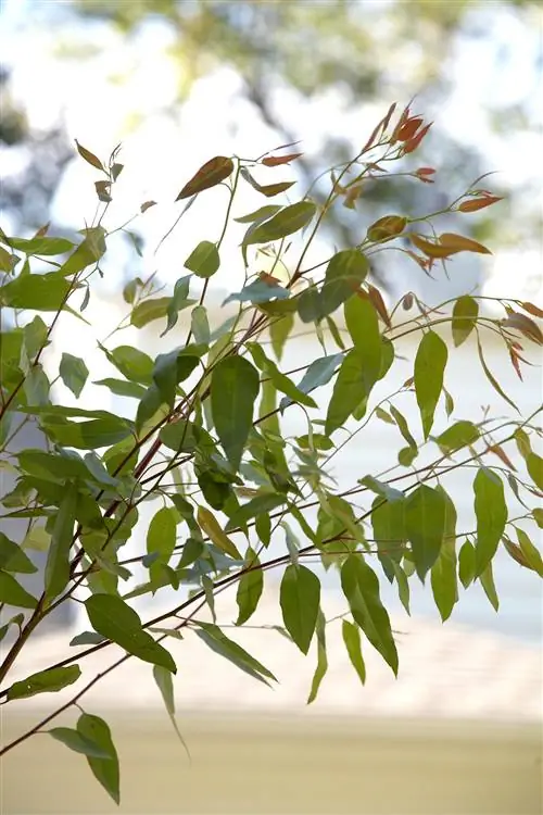 Сиднейская голубая жевательная резинка