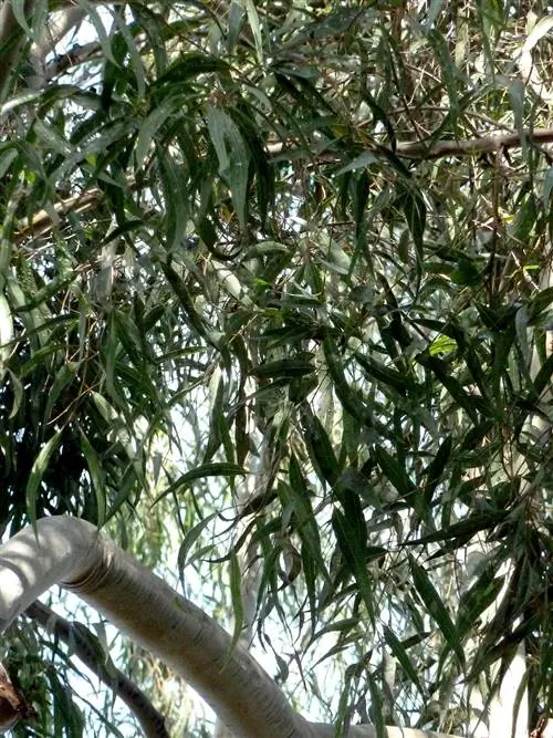 Жевательная резинка с ароматом лимона