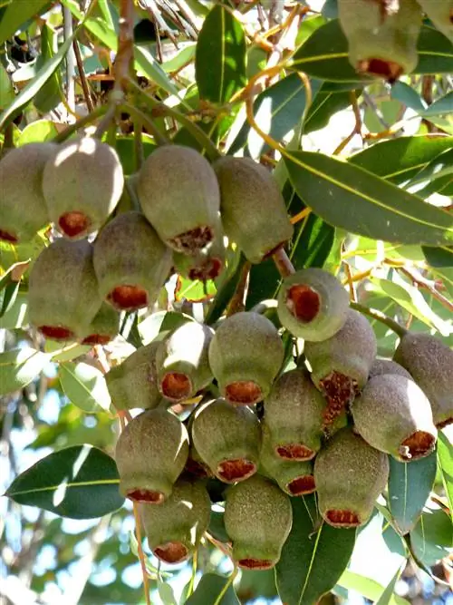 Красная цветочная камедь