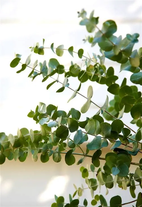 Жевательная резинка с серебряным долларом