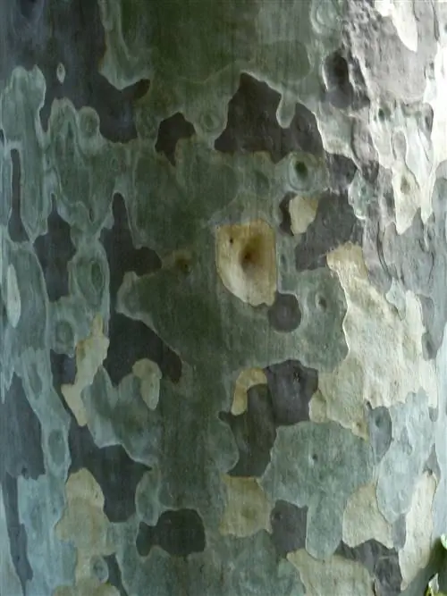 Пятнистый пчелиный бальзам