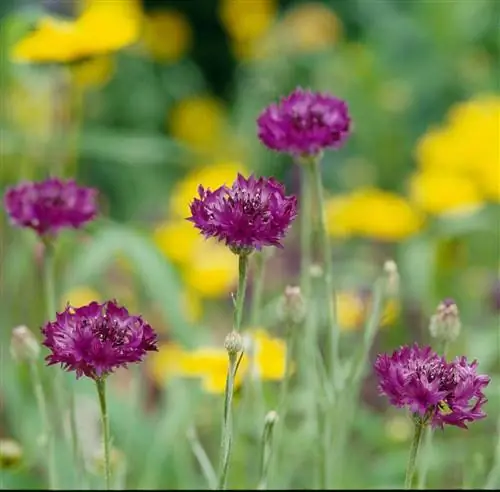 Пуговица холостяка Centaurea cyanus 'Black Ball'