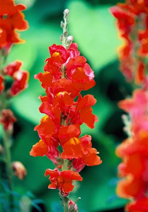 красный львиный зев