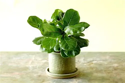 Фиговый лист скрипки